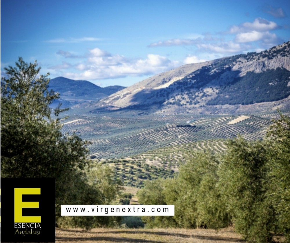 Imagen d6c61c15601f3ce91020195a67e984c0.jpg subida desde el panel de DegustaJaén