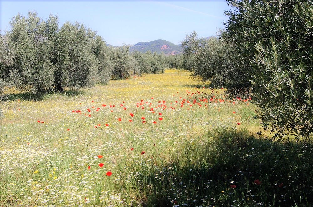 Imagen 6401d0ffdb9f967957693c6851a3bca3.jpg subida desde el panel de DegustaJaén