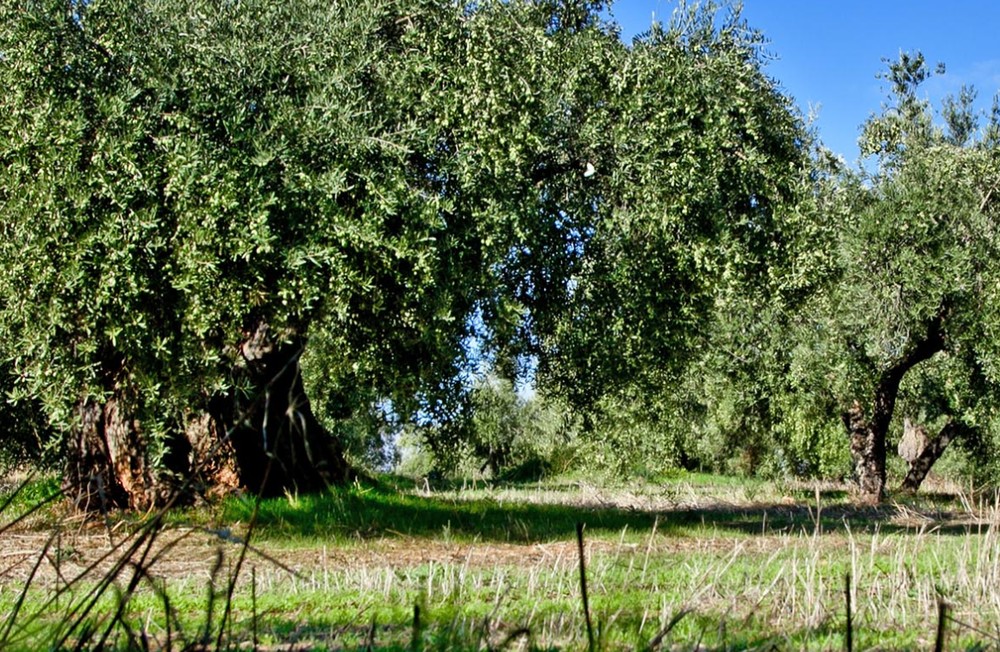 Imagen de la empresa Aceites Oro Bailén
